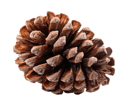 Natural pine cone for autumn decoration or craft projects png