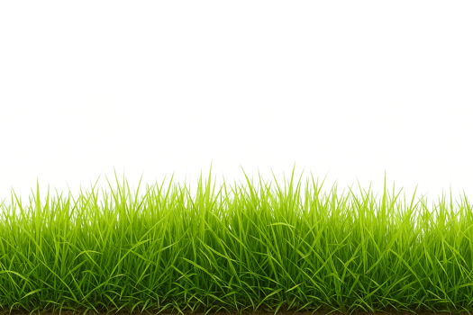 Lush Green Grass Border, Realistic Transparent Cutout png
