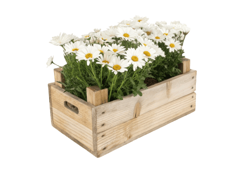 A simple wooden flower box with white daisies isolated on transparent background plants concept png