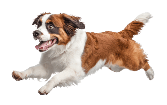 Happy cute saint bernard dog is running and looking. Pet and animal mammal png