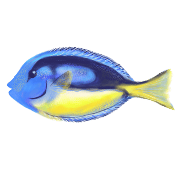 Hand drawn ocean Blue Tang or Palette Surgeon fish illustration, tropical exotic sea art in soft pastel style. png