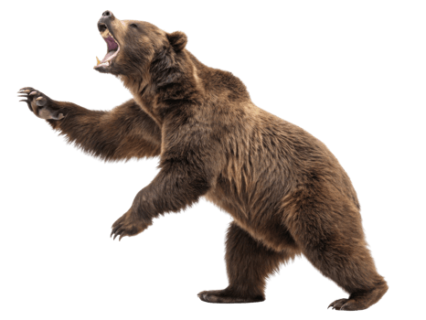 Powerful bear stands in dynamic pose, showcasing its strength and wild nature in market setting png