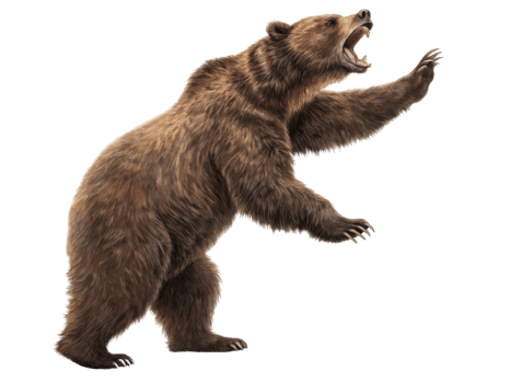 Fierce bear stands tall in market, showcasing its strength and wild beauty. This powerful creature captures attention with its impressive presence png
