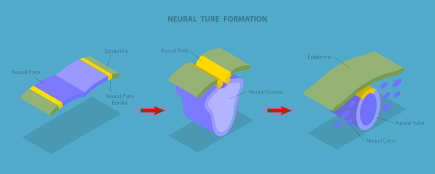 3D Isometric Flat Illustration of Neural Tube Formation, Anatomy of the Central Nervous System vector