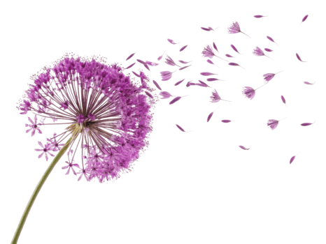 Vibrant allium flower releases delicate petals into air creating beautiful scene of nature elegance and charm png
