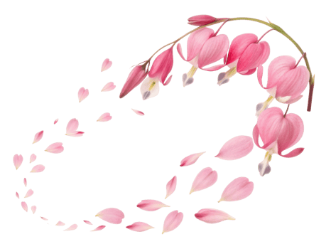 Beautiful arrangement of pink heart shaped flowers creates stunning visual, evoking feelings of love and tenderness, like bleeding heart flower png
