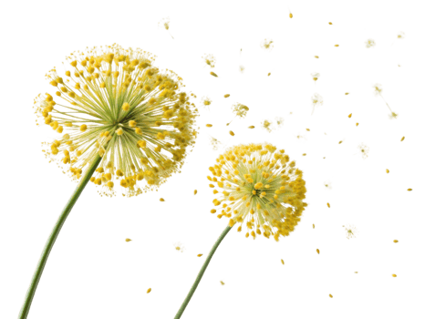 Allium flowers bloom vibrantly with delicate petals and seeds dancing in air, creating beautiful scene of nature elegance png