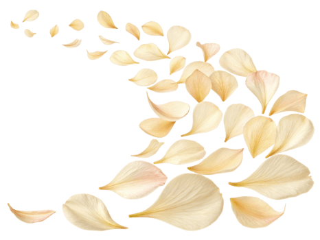 Delicate canna flower petals gracefully drift through air creating serene and beautiful scene that captivates senses png