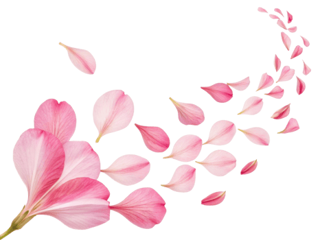 Delicate canna flowers in soft pink hues create beautiful cascade of petals, evoking sense of tranquility and grace png