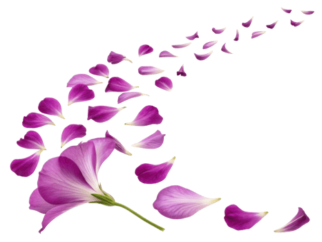 Beautiful gloxinia flower with delicate petals gracefully disperses, creating stunning visual of nature elegance and charm png