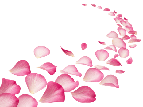 Delicate pink gloxinia flower petals create beautiful trail, evoking sense of romance and elegance in any setting png