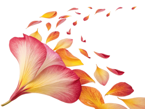 Beautiful petals drift gracefully in air, showcasing vibrant colors and delicate textures of canna flower png