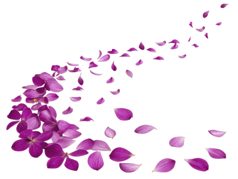 Lantana flowers create beautiful cascade of vibrant petals, showcasing nature artistry in stunning display of color and elegance png