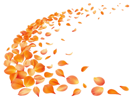 Lantana flowers create vibrant display with their orange petals gracefully swirling in air, evoking sense of beauty and tranquility png