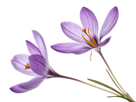 Saffron flower blooms gracefully with delicate purple petals showcasing vibrant orange stamens, symbolizing beauty and elegance in nature png