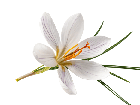 Beautiful saffron flower with delicate white petals and vibrant orange stamens stands out against transparency background, showcasing nature png