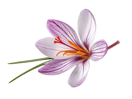 Saffron flower blooms beautifully with delicate petals showcasing vibrant colors and intricate patterns, symbolizing nature elegance and charm png