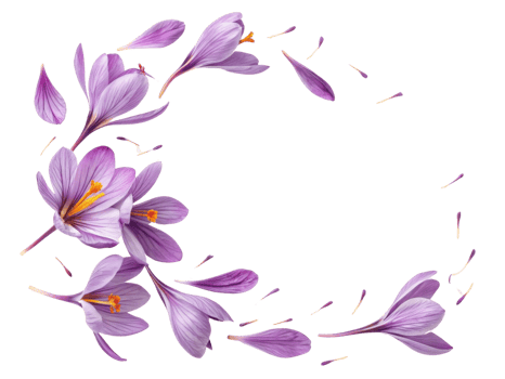 Saffron flower petals create stunning display of vibrant purple hues, showcasing nature beauty and elegance in delicate arrangement png