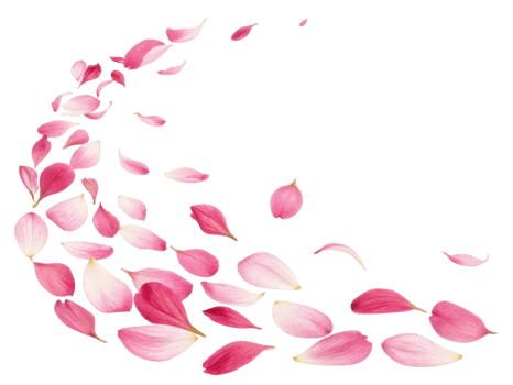 Delicate pink salvia flower petals gracefully swirl in beautiful dance, creating serene and enchanting atmosphere png
