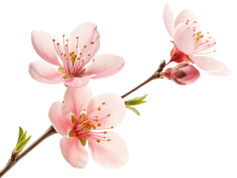 Delicate waxflower blooms showcase soft pink petals and vibrant stamens, creating serene and beautiful floral display png