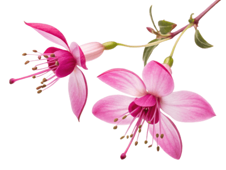 Beautiful waxflower blooms showcase delicate petals in shades of pink, creating stunning floral display that captivates senses png