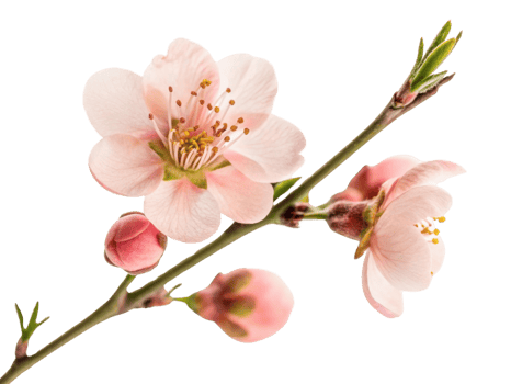 Delicate waxflower blooms gracefully, showcasing soft pink petals and vibrant green leaves, creating serene and enchanting atmosphere png
