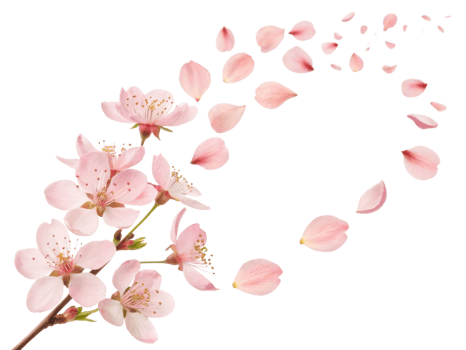 Delicate waxflower blooms create beautiful scene as petals drift gracefully in air, evoking sense of tranquility and beauty png