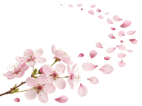 Delicate waxflower blooms create serene atmosphere as petals gracefully drift, embodying nature beauty and tranquility png