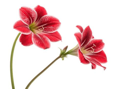 Gloxinia flowers bloom beautifully with vibrant red petals showcasing intricate patterns that captivate eye and uplift spirit png