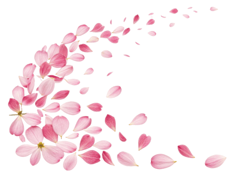 Beautiful pink yarrow flowers gracefully scatter, creating delicate and serene atmosphere filled with nature charm png