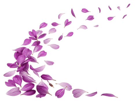 Beautiful yarrow flowers in vibrant purple hues create stunning visual as their petals gracefully scatter in air png