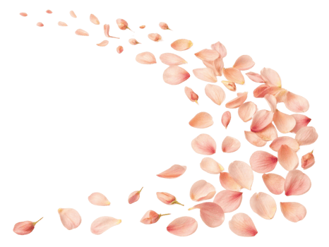 Delicate yarrow flower petals drift gracefully, creating serene and beautiful scene that evokes tranquility and nature charm png