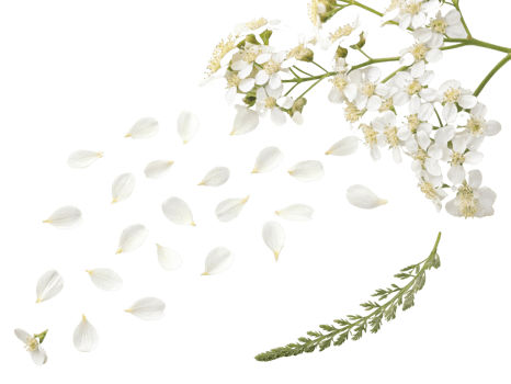 Yarrow flowers bloom beautifully with delicate petals scattered around, creating serene and calming atmosphere png