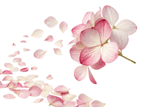 Beautiful hydrangea flowers in soft pink hues create delicate scene as petals gently fall, evoking sense of tranquility and grace png