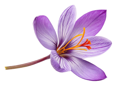 Saffron flower blooms beautifully with vibrant purple petals and striking orange stamens, symbolizing elegance and nature artistry png