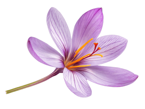 Saffron flower blooms with vibrant purple petals showcasing delicate beauty and intricate details that captivate senses png