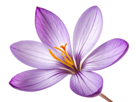 Beautiful saffron flower with delicate purple petals showcases nature elegance and vibrant colors, captivating all who see it png
