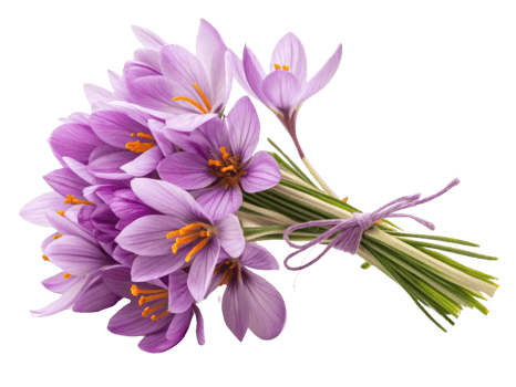 Saffron flowers bloom beautifully in vibrant bouquet showcasing their delicate petals and striking colors png