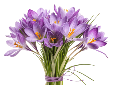 Vibrant bouquet of saffron flowers showcases their delicate purple petals and bright yellow stamens, creating stunning visual display png