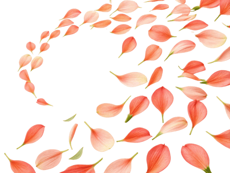 Delicate salvia flower petals create beautiful swirling pattern that evokes sense of tranquility and natural beauty png