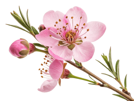 Delicate waxflower blooms gracefully, showcasing its soft pink petals and vibrant green leaves, creating serene and beautiful scene png