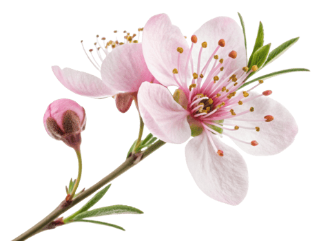 Delicate waxflower blooms gracefully, showcasing its soft pink petals and vibrant stamens, embodying nature beauty and elegance png