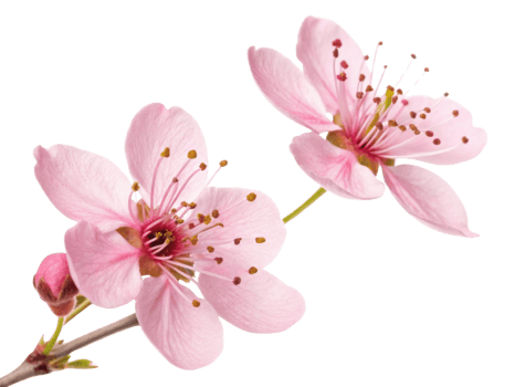 Beautiful waxflower blooms showcase delicate pink petals and intricate details, creating stunning floral display that captivates senses png
