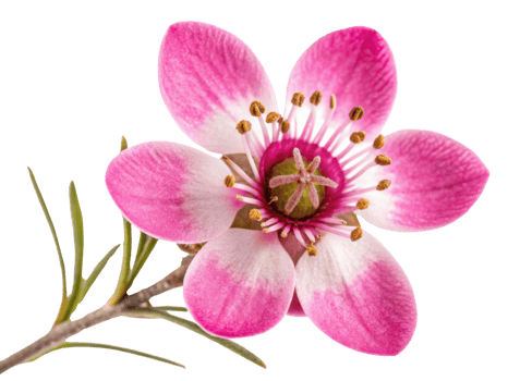 Stunning waxflower blooms with delicate pink petals and vibrant yellow stamens, showcasing nature beauty in every detail png