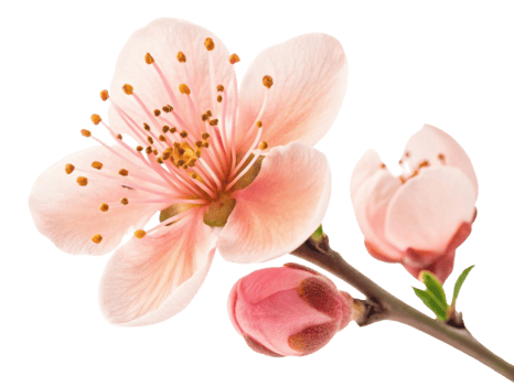 Delicate waxflower blooms gracefully, showcasing soft pink petals and vibrant stamens, embodying beauty of nature artistry png