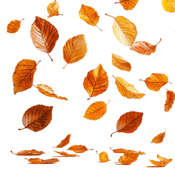 Autumn foliage leaves background texture fall season nature design art isolated on transparent background png