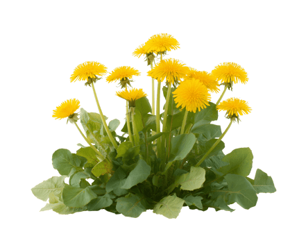 Multiple Dandelion Plants with Blooming Flowers and Green Leaves png