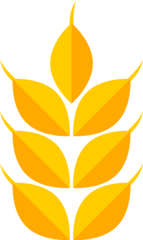 Yellow wheat rice png