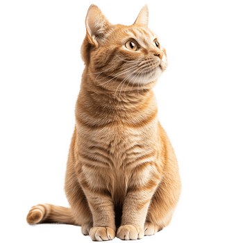 Cute British Orange Cat Sitting Isolated at Transparent Background png
