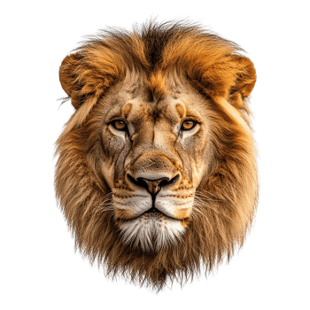 Close Up of Lion Face, Wildlife Animal, Isolated on Transparent Background png
